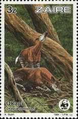 Okapi (Okapia johnstoni)