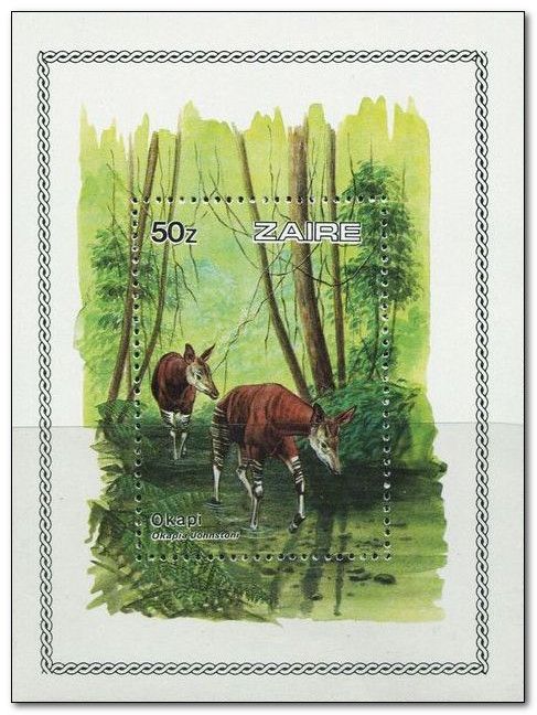Okapi (Okapia johnstoni)