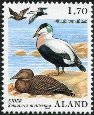 Eider (Somateria mollissima)