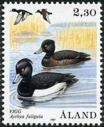 Tufted Duck (Aythya fuligula)
