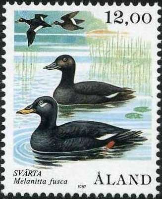 Velvet Scoter (Melanitta fusca)