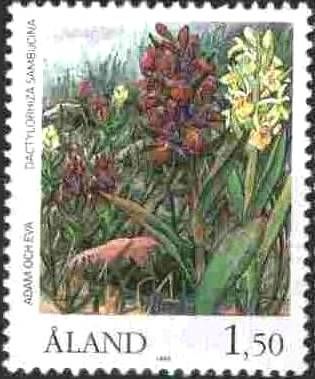 Elder-flower orchid (Dactylorhiza sambucina)