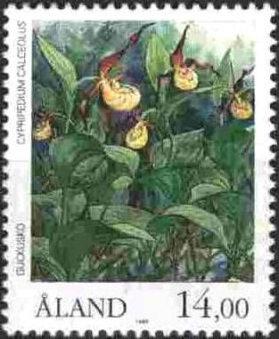 Lady's slipper (Cypripedium calceolus)