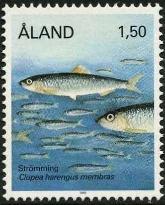 Atlantic Herring (Clupea harengus)