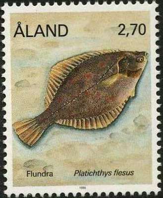 European Flounder (Platichthys flesus)