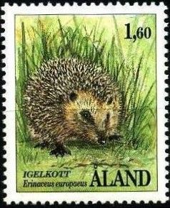 West European Hedgehog (Erinaceus europaeus)