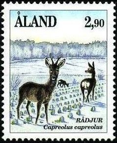 Western Roe Deer (Capreolus capreolus)