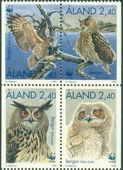Eurasian Eagle-Owl (Bubo bubo)