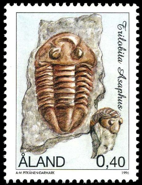 Trilobite Asaphus