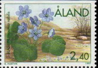 Kidneywort (Anemone hepatica)