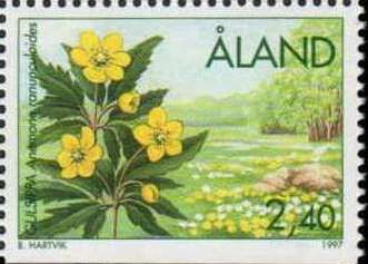Yellow wood anemone (Anemone ranunculoides)