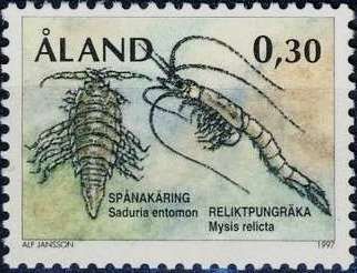 Crustacean (Saduria entomon), Opossum Shrimp (Mysis relicta)