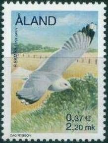 Common Gull (Larus canus)