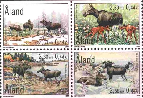 Moose (Alces alces)