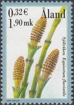 Water horsetail (Equisetum fluviatile)