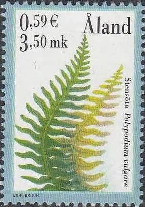 Common polypody (Polypodium vulgare)