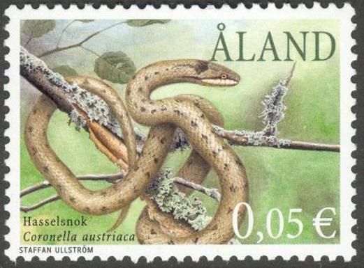 Smooth Snake (Coronella austriaca)