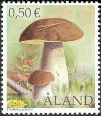 Cep (Boletus edulis)