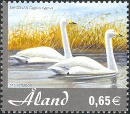 Whooper Swan (Cygnus cygnus)