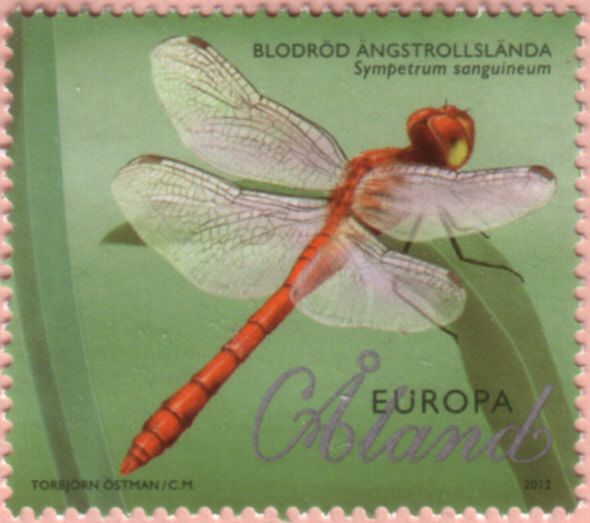 Ruddy Darter (Sympetrum sanguineum)