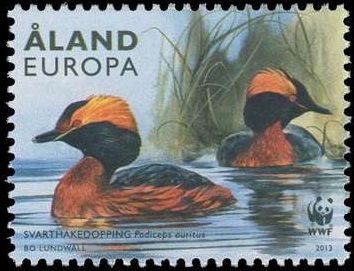 Horned Grebe (Podiceps auritus)