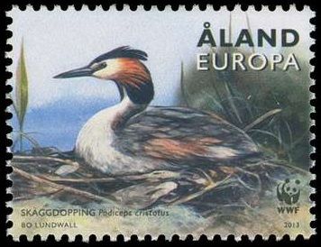 Great Crested Grebe (Podiceps cristatus)