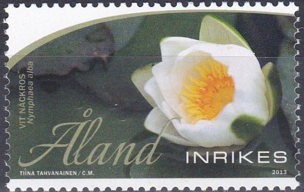 Yellow Waterlily (Nuphar lutea)