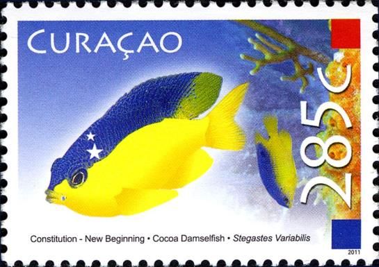 Cocoa Damselfish (Stegastes variabilis)