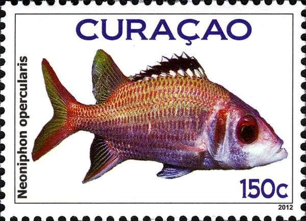 Blackfin Squirrelfish (Neoniphon opercularis)