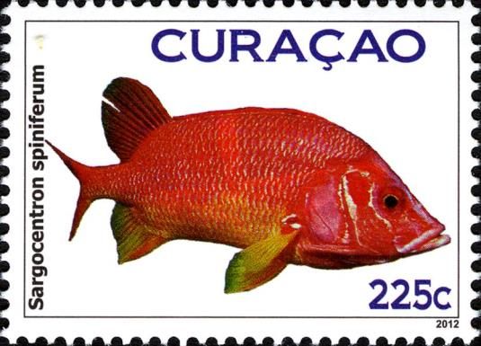 Sabre Squirrelfish (Sargocentron spiniferum)