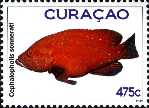 Tomato Hind (Cephalopholis sonnerati)