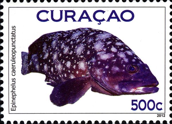 Whitespotted Grouper (Epinephelus caeruleopunctatus)