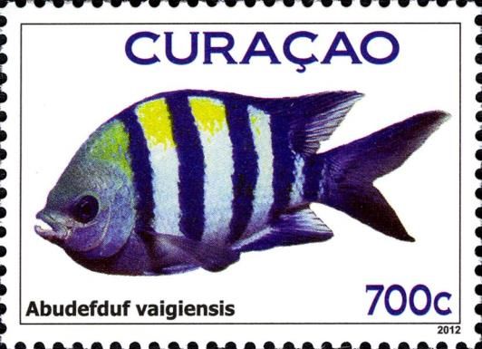 Indo-Pacific Sergeant (Abudefduf vaigiensis)