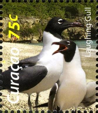 Laughing Gull (Leucophaeus atricilla)