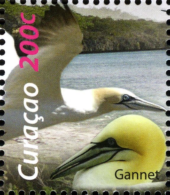 Northern Gannet (Morus bassanus)