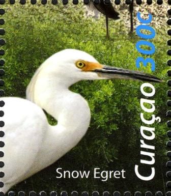 Snowy Egret (Egretta thula)