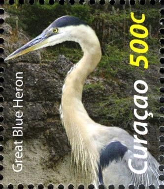 Great Blue Heron (Ardea herodias)