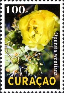 Infrou (Opuntia wentiana)