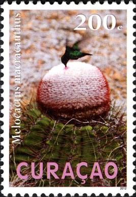 Milon di Seru (Melocactus macracanthus)