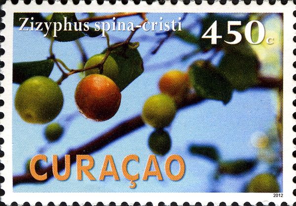 Apeldam (Zizyphus spina-cristi)