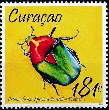 Beetle (Protaetia speciosa jousselini)