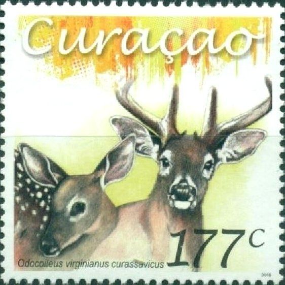 White-tailed Deer (Odocoileus virginianus ssp. curassavicus)