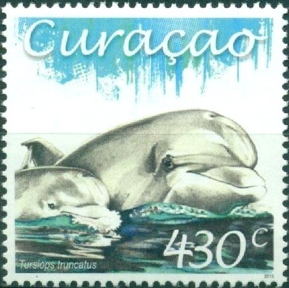 Common Bottlenose Dolphin (Tursiops truncatus)