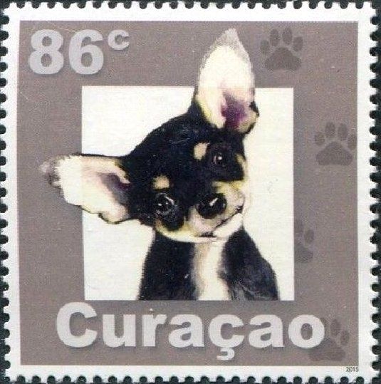 Chihuahua (Canis lupus familiaris)