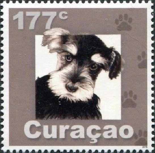 Border Terrier (Canis lupus familiaris)