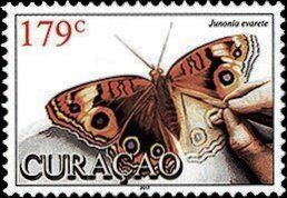 Westindean Buckeye (Junonia evarete)