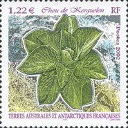Kerguelen Cabbage