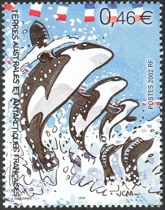 Synchronized Water Ballet Killer Whales (Crozet Islands)