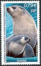 Southern Sea Lion (Otaria byronia)