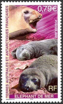 Southern Elephant Seal (Mirounga leonina)